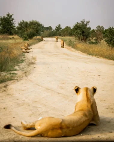 Mfafa Safaris