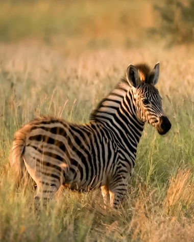 Mfafa Safaris