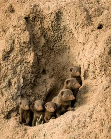 Mfafa Safaris