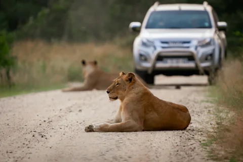 Mfafa Safaris