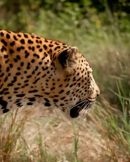 Mfafa Safaris