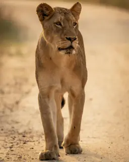 Mfafa Safaris