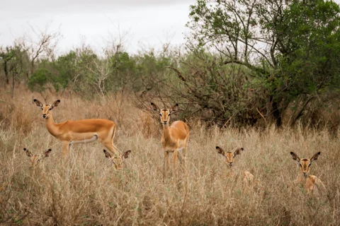 Mfafa Safaris