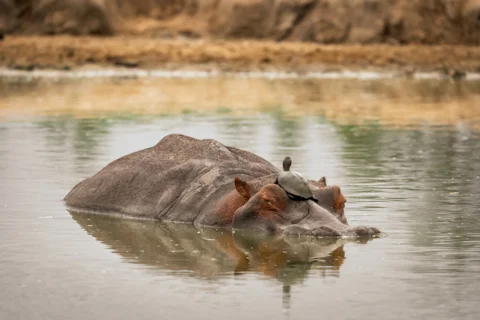 Mfafa Safaris