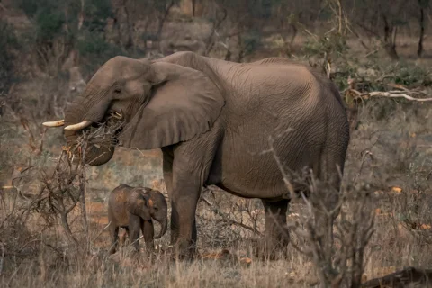 Mfafa Safaris