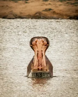 Mfafa Safaris