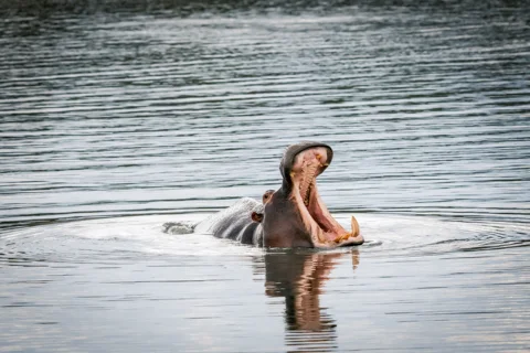Mfafa Safaris