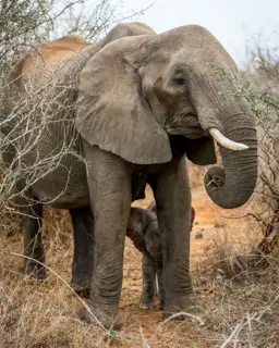 Mfafa Safaris