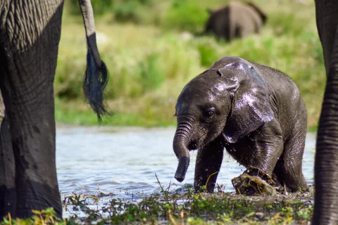 Mfafa Safaris
