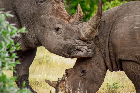 Mfafa Safaris