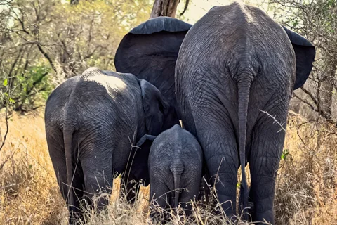 Mfafa Safaris