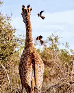 Mfafa Safaris