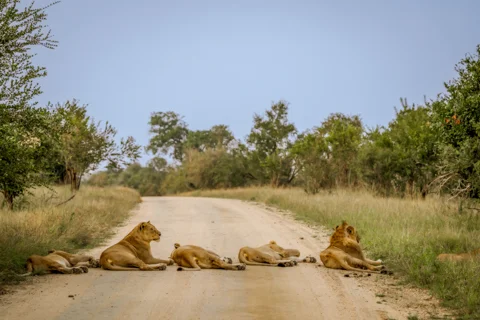 Mfafa Safaris
